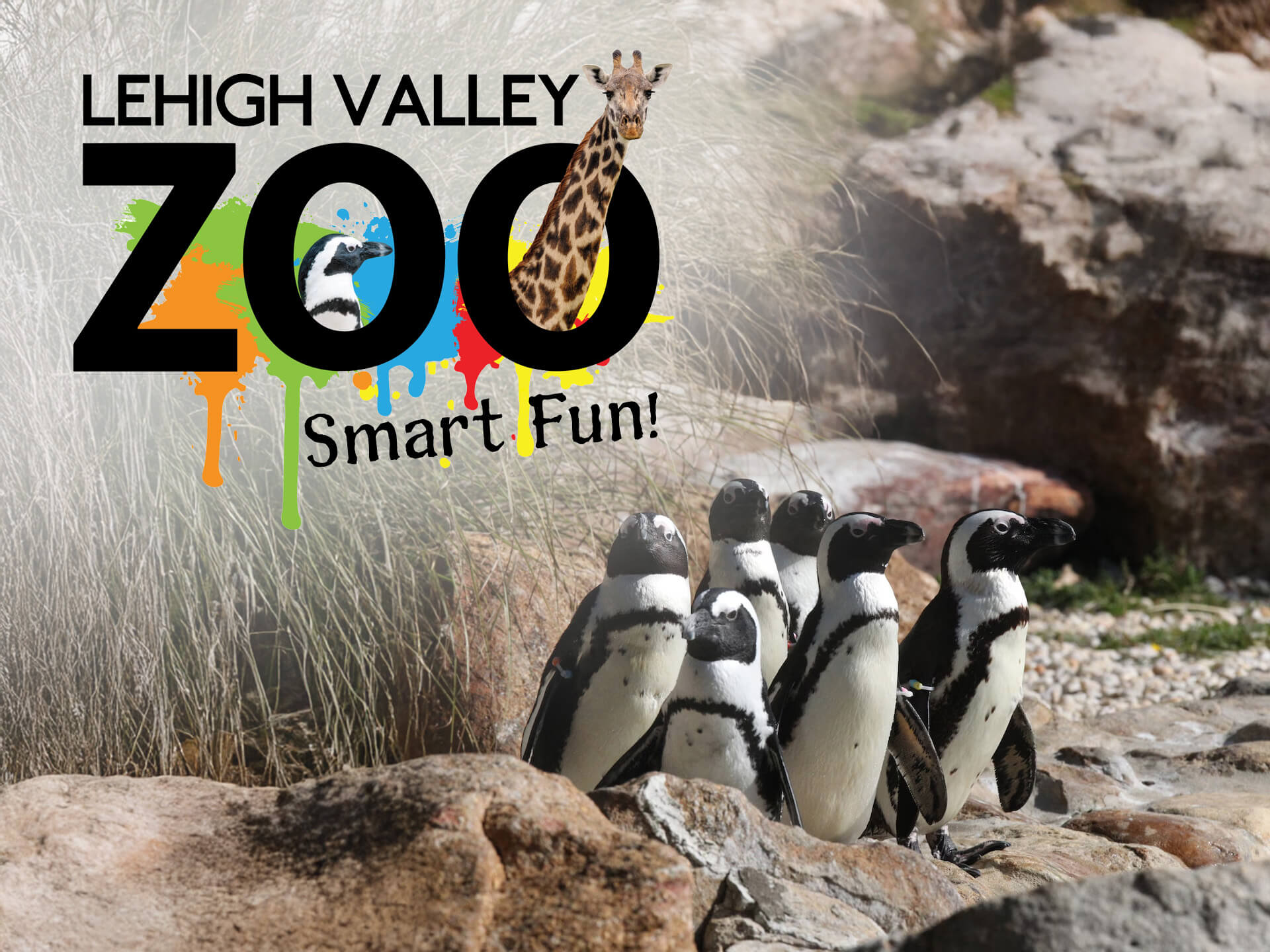 Lehigh Valley Zoo logo with penguins